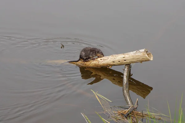 Ilha Chincoteague Virgínia Eua Rato Almiscarado Ondatra Zibethicus Descansa Ramo — Fotografia de Stock