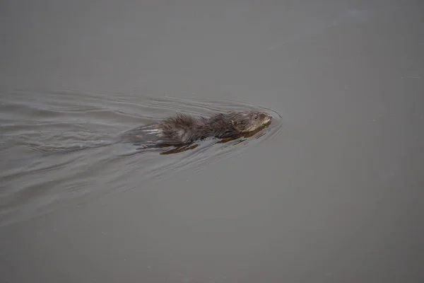 Ilha Chincoteague Virgínia Eua Rato Almiscarado Ondatra Zibethicus Descansa Ramo — Fotografia de Stock