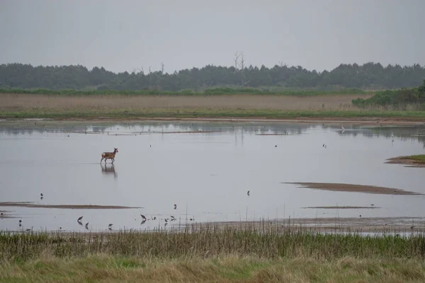 Chincoteague Island Virginia Usa Een Eland Cervus Canadensis Loopt Black — Stockfoto