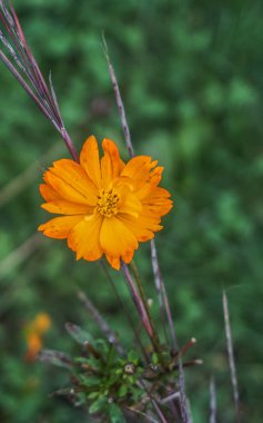 Turuncu kozmos sülfür çiçeği.
