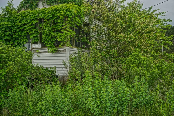 バージニア州グリーンバックビル バージニア州アコック郡グリーンバックビルのウォーターフロント近くにあるツタで覆われた放棄された家 — ストック写真
