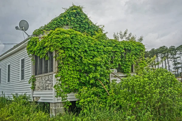 Greenbackville Virginia Una Casa Abandonada Cubierta Hiedra Cerca Del Paseo — Foto de Stock