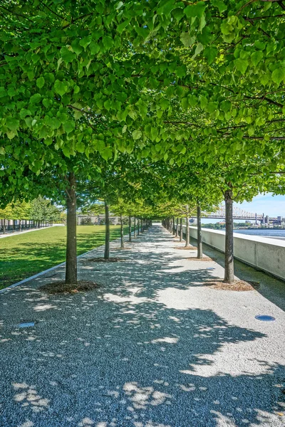 Roosevelt Island New York Viale Alberi Nel Parco Delle Quattro — Foto Stock