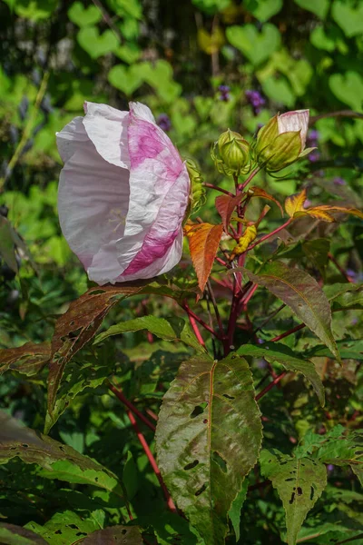 Große Weiße Hibiskusblüte Mit Rosa Zentrum — Stockfoto