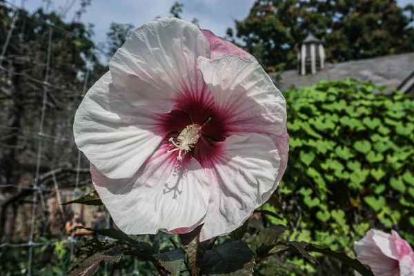 Große Weiße Hibiskusblüte Mit Rosa Zentrum — Stockfoto