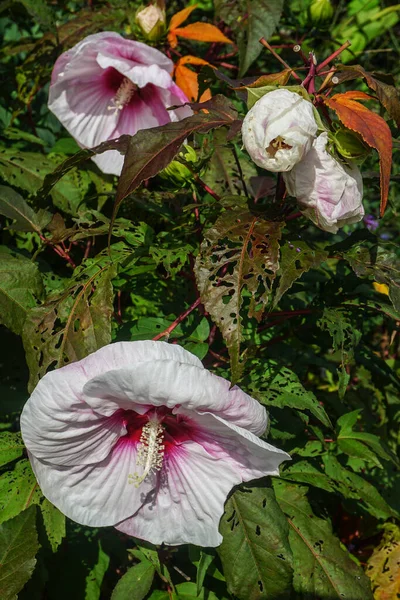 Große Weiße Hibiskusblüte Mit Rosa Zentrum — Stockfoto