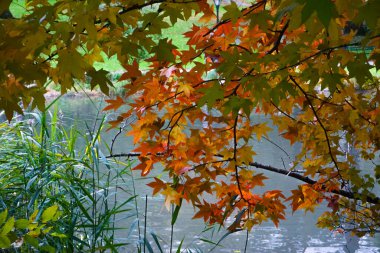 New York, New York, ABD: Central Park 'ın kuzeybatısındaki Havuz' da yapraklar dökülüyor.