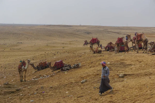 Giza Egypt Camels Wearing Colorful Saddle Blankets Wait Riders Sand — Stock Photo, Image