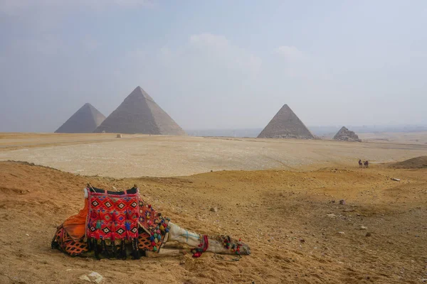 Гіза Єгипет Верблюд Барвистому Сідловому Покритті Дрімає Піску Біля Пірамідального — стокове фото