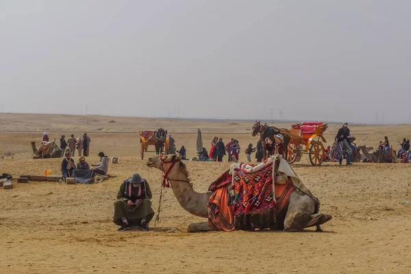 Gíza Egypt Velbloud Pestrobarevné Sedlové Přikrývce Odpočívá Komplexu Pyramid Chufu — Stock fotografie