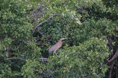 Celestun, Yucatan, Meksika: Celestun Biyosfer Rezervi 'nde çıplak boğazlı bir kaplan balıkçıl - Tigrisoma mexicanum.
