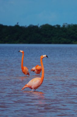 Celestun, Yucatan, Meksika: Amerikalı flamingolar - Phoenicopterus ruber - Celestun Biyosfer rezervinin sığ sularında yüzüyorlar.
