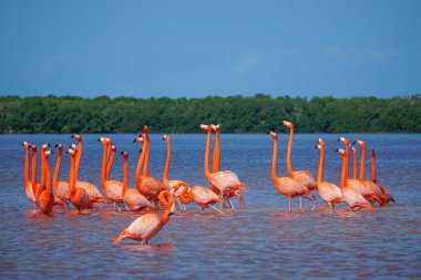 Celestun, Yucatan, Meksika: Amerikalı flamingolar - Phoenicopterus ruber - Celestun Biyosfer rezervinin sığ sularında yüzüyorlar.