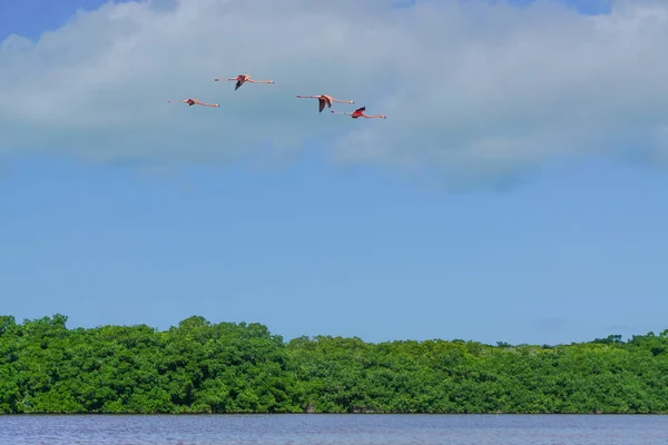 Celestún Yucatán México Flamencos Americanos Phoenicopterus Ruber Volando Sobre Reserva — Foto de Stock