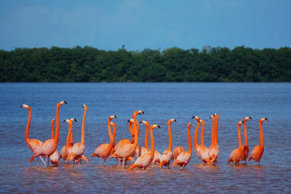 Celestun, Yucatan, Meksika: Amerikalı flamingolar - Phoenicopterus ruber - Celestun Biyosfer rezervinin sığ sularında yüzüyorlar.