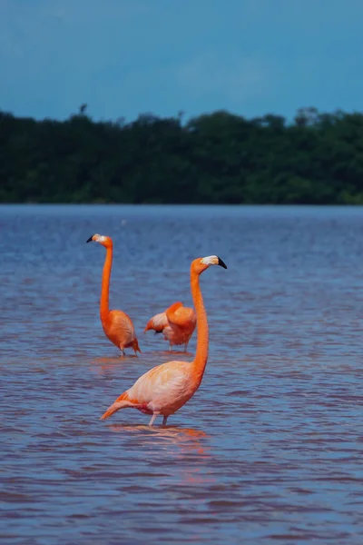Celestun, Yucatan, Meksika: Amerikalı flamingolar - Phoenicopterus ruber - Celestun Biyosfer rezervinin sığ sularında yüzüyorlar.
