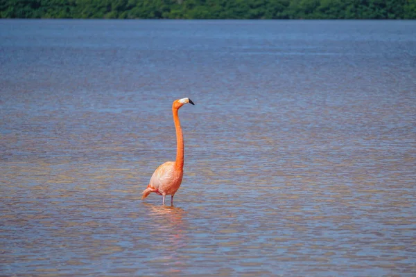 Celestun Yucatan Mexico Een Amerikaanse Flamingo Phoenicopterus Ruber Waden Ondiepe — Stockfoto