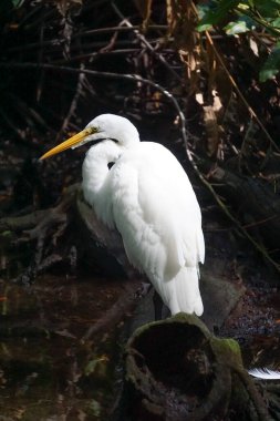 Celestun, Yucatan, Meksika: Celestun Biyosfer Rezervindeki mangrovlarda Karlı Akbalıkçıl - Egretta thula.