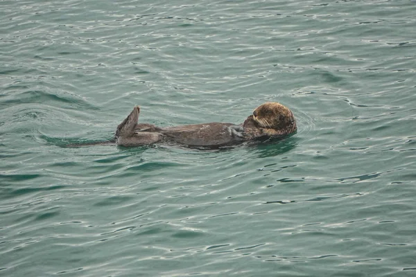 알래스카의 추크만 Sea Otter Enhydra Lutris 태평양 연안의 떠다닌다 — 스톡 사진