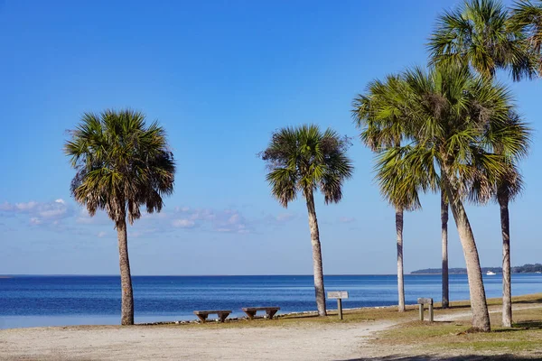 Cumberland Island Georgia Estados Unidos Palmeras Bancos Orilla — Foto de Stock