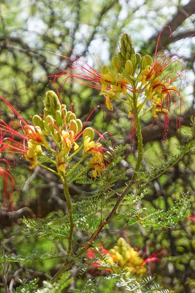 Sedona Arizona Pássaro Amarelo Paraíso Caesalphinia Gillesii Arbusto Pequena Árvore — Fotografia de Stock