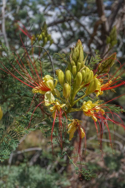 Sedona Arizona Pássaro Amarelo Paraíso Caesalphinia Gillesii Arbusto Pequena Árvore — Fotografia de Stock