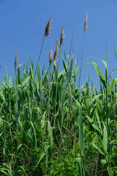 Ammophila Breviligulata Kuzey Amerika Nın Doğusunda Bulunan Atlantik Okyanusu Büyük - Stok İmaj