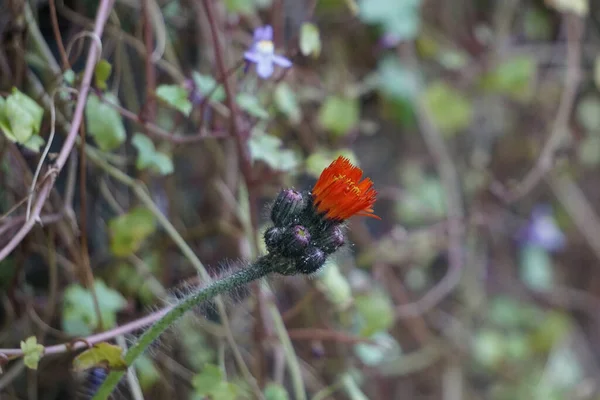 Schotland Een Rode Distelbloem Met Een Cluster Van Knoppen Eromheen — Stockfoto