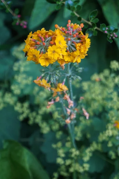 Žluté Květy Svícnu Primrose Primula Bulleyana Tvoří Tvar Větrníku — Stock fotografie