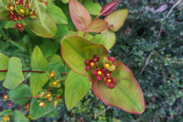 Tutsan Hypericum Androsaemum Arbuste Aux Feuilles Vertes Rouges Aux Baies — Photo