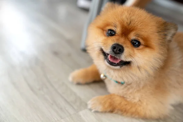 Adorable Pomeranian Dog Smiling Looking Camera Showing Tongue Laid Wooden — Stock Photo, Image