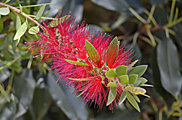 Fleurs Couleur Intense Jardin Botanique — Photo