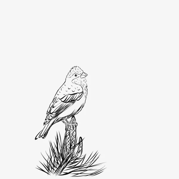 Common Rosefinch Carpodacus Erythrinus Perched Top Young Pine Raster Illustration — Stock Photo, Image