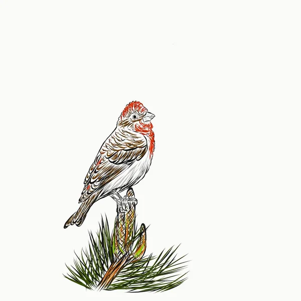 Fringuello Rosa Comune Carpodacus Erythrinus Appollaiato Giovane Pino Illustrazione Colori — Foto Stock