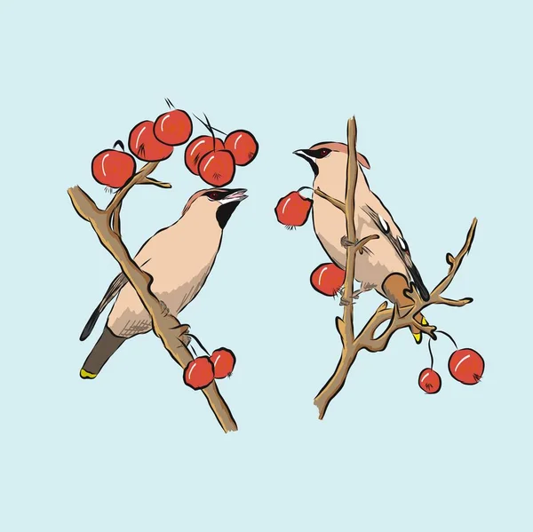 Pájaro Encerador Bombycilla Garrulus Las Ramas Manzano Silvestre Ilustración Bocetos —  Fotos de Stock