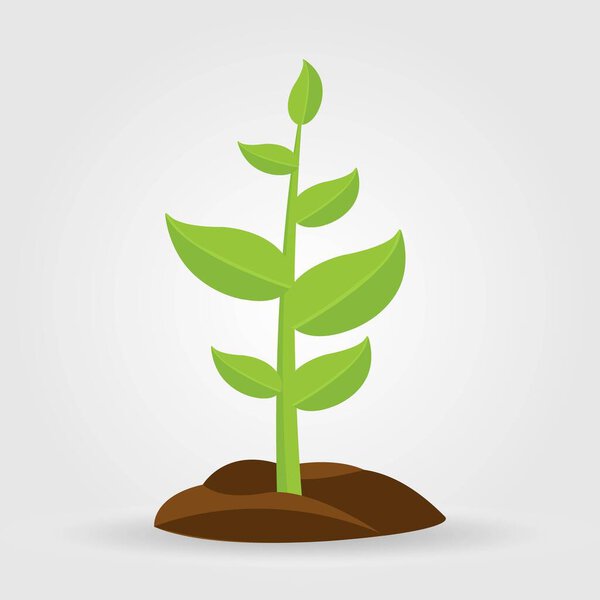 Growth of plant, from sprout to vegetable. Planting tree.