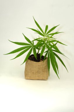 Saksılara esrar ekme ve çoğaltma..