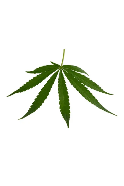 Cannabisblätter Isoliert Auf Weißem Hintergrund — Stockfoto