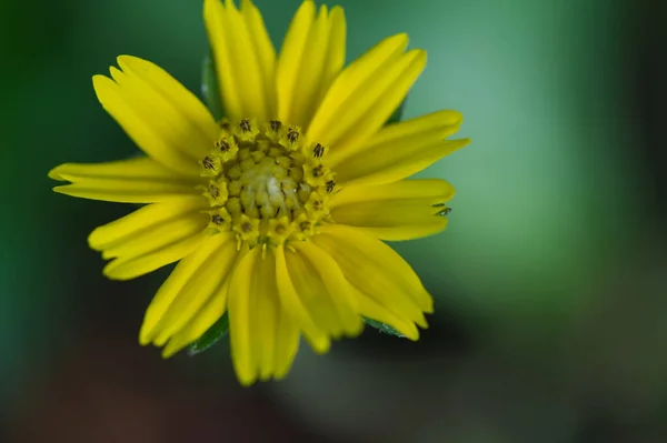 Желтые Цветы Черный Фон Зеленые Красивые Лепестки Яркие Веселые Живые — стоковое фото
