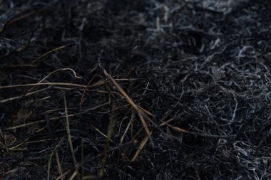 Ormandaki yangından sonraki kül kalıntıları..