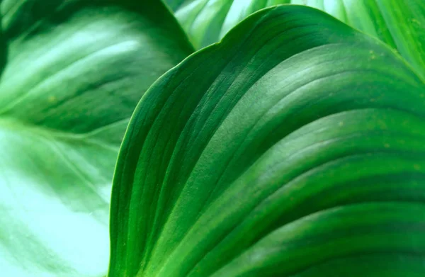 Close Verdant Foliage Botanical Garden Selective Focus — Stock Photo, Image