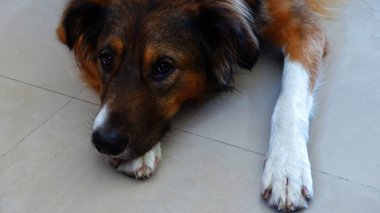 Yerde yatan köpek kameraya bakıyor.