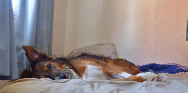 Brown Dog Laying Bed Sleeping Looking Camera — Stock Photo, Image