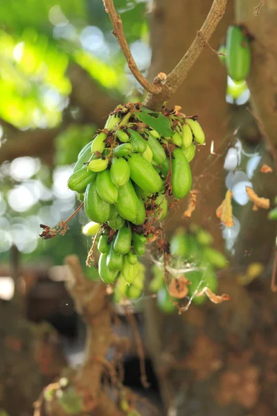 Bilimbi Pepino Acedera Averrhoa Bilimbi Tailandia —  Fotos de Stock