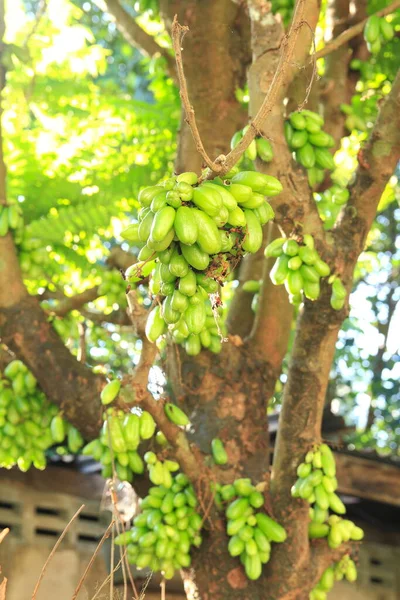 Bilimbi Drzewo Ogórkowe Lub Syrop Drzewny Averrhoa Bilimbi Tajlandia — Zdjęcie stockowe