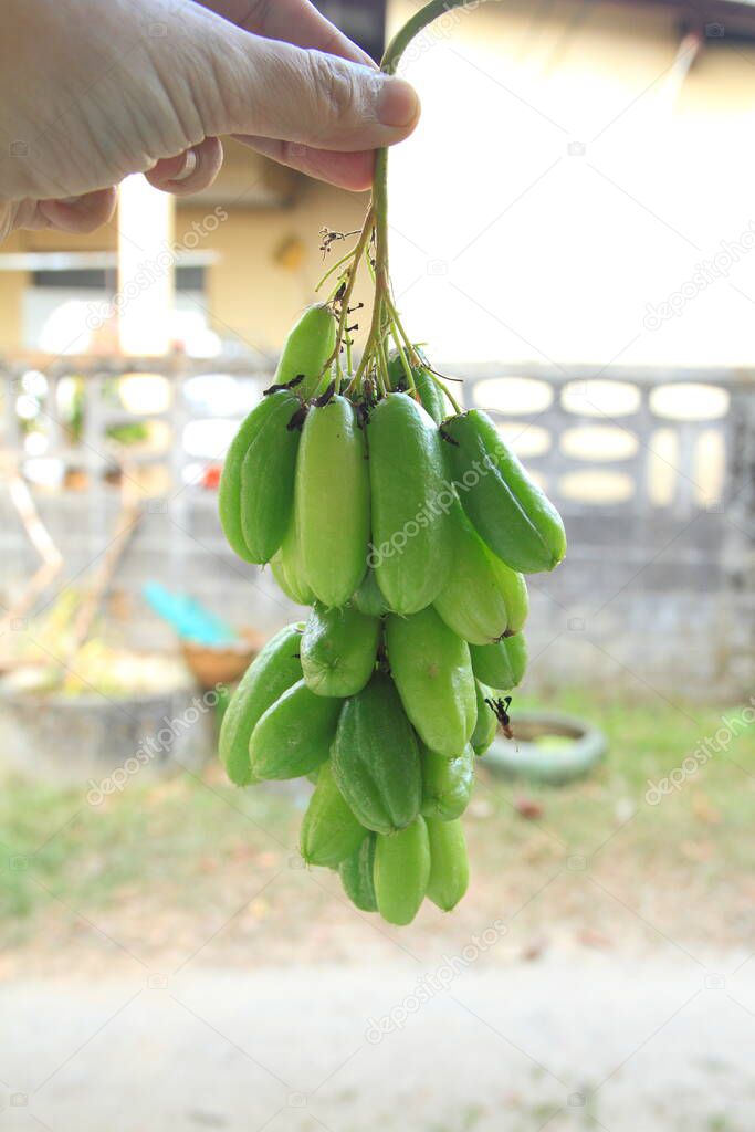 Bilimbi, cucumber tree, or tree sorrel (Averrhoa bilimbi),thailand