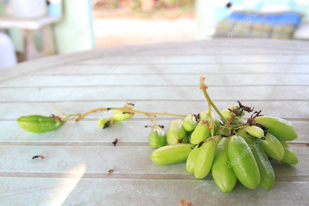 Bilimbi, cucumber tree, or tree sorrel (Averrhoa bilimbi)on the table,thailand