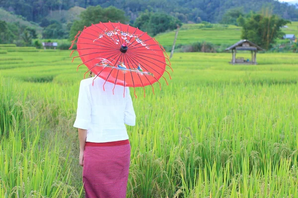 Asiatique Fille Avec Parapluie Marche Dans Rizière — Photo