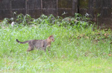 Doğada avlanmak için bir kedi