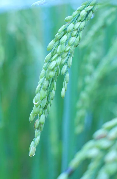 Details Rice Paddy Thailand — Stock Photo, Image